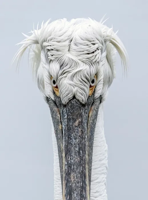 Framed Print : Dalmatian Pelican (Pelecanus crispus), Lake Kerkini, Northern Greece Framed Print : Dalmatian Pelican (Pelecanus crispus), Lake Kerkini, Northern Greece