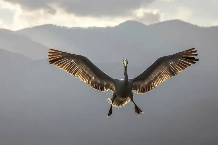 Framed Print : Dalmatian Pelican (Pelecanus crispus) backlit in flight, Lake Kerkini, Greece, January 2023 Framed Print : Dalmatian Pelican (Pelecanus crispus) backlit in flight, Lake Kerkini, Greece, January 2023