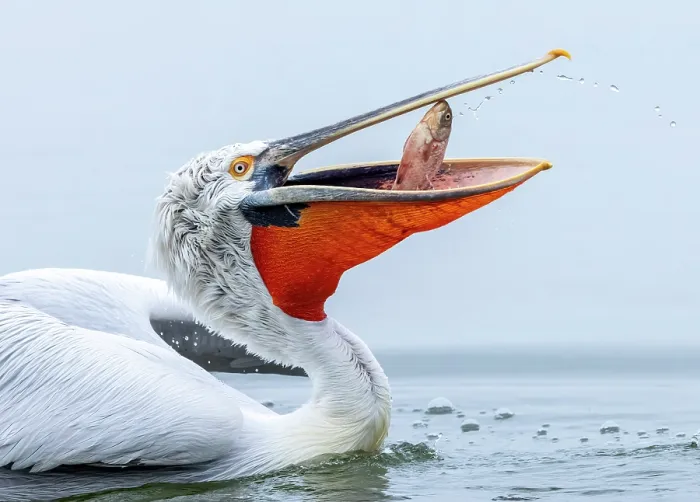 Framed Print : Dalmatian Pelican (Pelecanus crispus) with a fish in its bill, Lake Kerkini, Northern Greece Framed Print : Dalmatian Pelican (Pelecanus crispus) with a fish in its bill, Lake Kerkini, Northern Greece