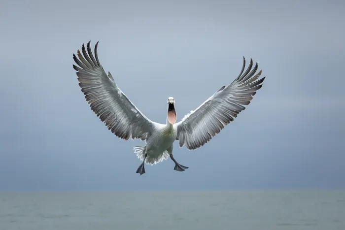Framed Print : Dalmatian Pelican (Pelecanus crispus) in flight, Lake Kerkini, Greece Framed Print : Dalmatian Pelican (Pelecanus crispus) in flight, Lake Kerkini, Greece