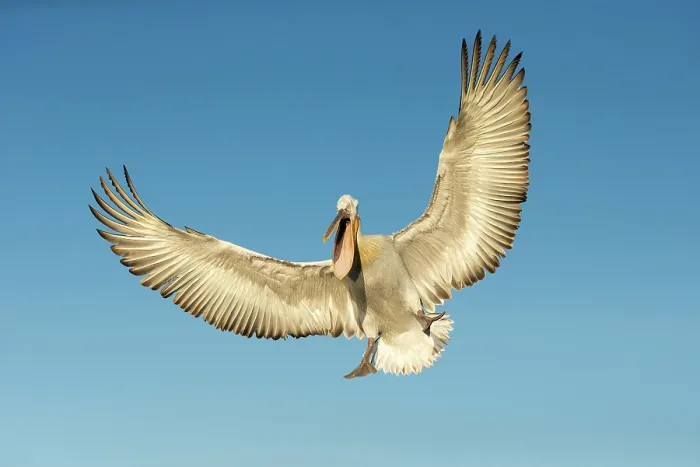Framed Print : Dalmatian Pelican (Pelecanus crispus) in flight, Lake Kerkini, Greece Framed Print : Dalmatian Pelican (Pelecanus crispus) in flight, Lake Kerkini, Greece