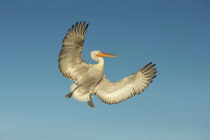 Framed Print : Dalmatian Pelican (Pelecanus crispus) in flight, Lake Kerkini, Greece Framed Print : Dalmatian Pelican (Pelecanus crispus) in flight, Lake Kerkini, Greece