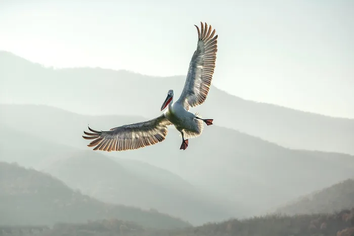 Framed Print : Dalmatian Pelican (Pelecanus crispus) in flight, Lake Kerkini, Greece