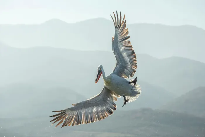 Framed Print : Dalmatian Pelican (Pelecanus crispus) in flight over Lake Kerkini, Greece, January 2020 Framed Print : Dalmatian Pelican (Pelecanus crispus) in flight over Lake Kerkini, Greece, January 2020