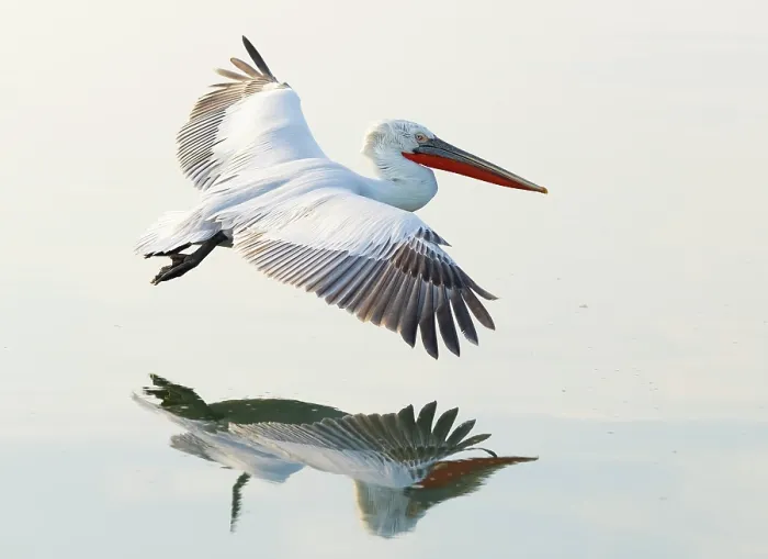 Framed Print : Dalmatian Pelican (Pelecanus crispus) in flight over Lake Kerkini, Northern Greece Framed Print : Dalmatian Pelican (Pelecanus crispus) in flight over Lake Kerkini, Northern Greece