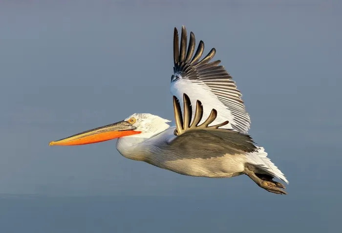 Framed Print : Dalmatian Pelican (Pelecanus crispus) in flight over Lake Kerkini, Northern Greece Framed Print : Dalmatian Pelican (Pelecanus crispus) in flight over Lake Kerkini, Northern Greece