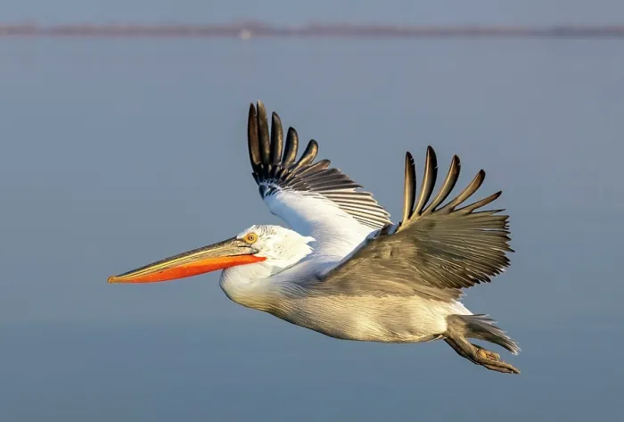 Framed Print : Dalmatian Pelican (Pelecanus crispus) in flight over Lake Kerkini, Northern Greece Framed Print : Dalmatian Pelican (Pelecanus crispus) in flight over Lake Kerkini, Northern Greece