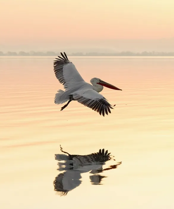 Framed Print : Dalmatian Pelican (Pelecanus crispus) in flight over Lake Kerkini, at sunrise, Northern Greece Framed Print : Dalmatian Pelican (Pelecanus crispus) in flight over Lake Kerkini, at sunrise, Northern Greece