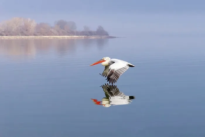 Framed Print : Dalmatian Pelican (Pelecanus crispus) in flight over Lake Kerkini, Northern Greece Framed Print : Dalmatian Pelican (Pelecanus crispus) in flight over Lake Kerkini, Northern Greece