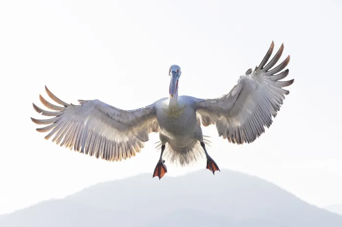 Framed Print : Dalmatian Pelican (Pelecanus crispus) in flight over Lake Kerkini, Northern Greece Framed Print : Dalmatian Pelican (Pelecanus crispus) in flight over Lake Kerkini, Northern Greece