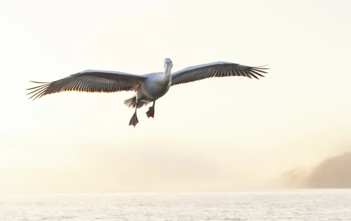 Framed Print : Dalmatian Pelican (Pelecanus crispus) in flight over Lake Kerkini, Northern Greece Framed Print : Dalmatian Pelican (Pelecanus crispus) in flight over Lake Kerkini, Northern Greece