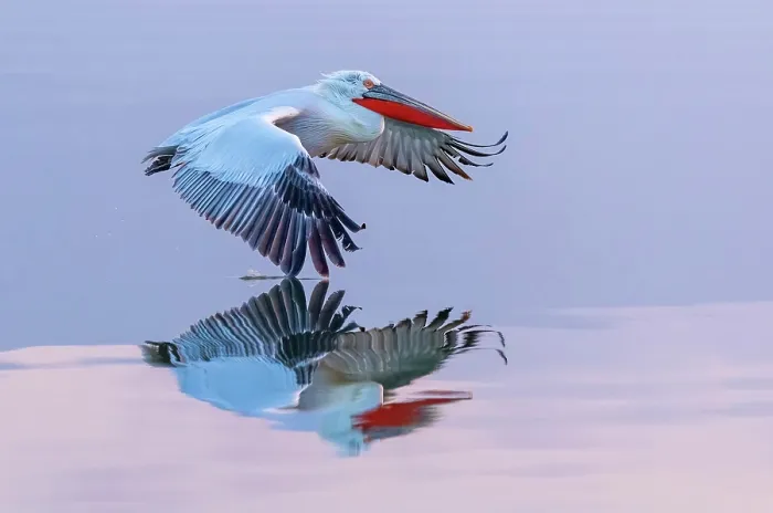 Framed Print : Dalmatian Pelican (Pelecanus crispus) in flight over Lake Kerkini, Northern Greece Framed Print : Dalmatian Pelican (Pelecanus crispus) in flight over Lake Kerkini, Northern Greece