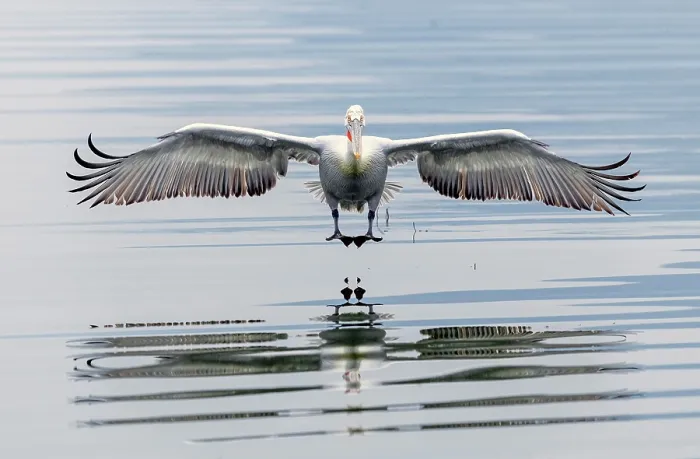 Framed Print : Dalmatian Pelican (Pelecanus crispus) in flight over Lake Kerkini, Northern Greece Framed Print : Dalmatian Pelican (Pelecanus crispus) in flight over Lake Kerkini, Northern Greece