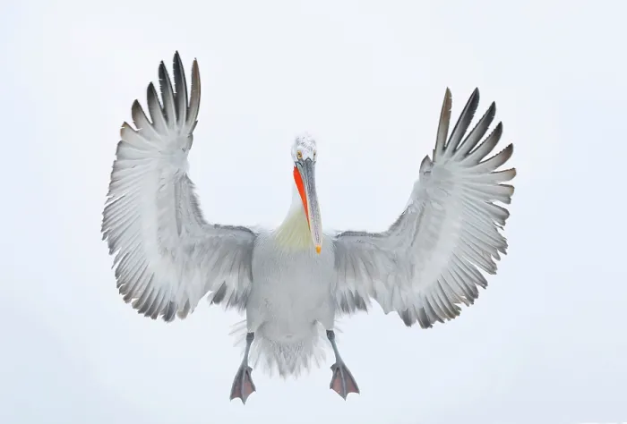 Framed Print : Dalmatian Pelican (Pelecanus crispus) in flight over Lake Kerkini, Northern Greece Framed Print : Dalmatian Pelican (Pelecanus crispus) in flight over Lake Kerkini, Northern Greece
