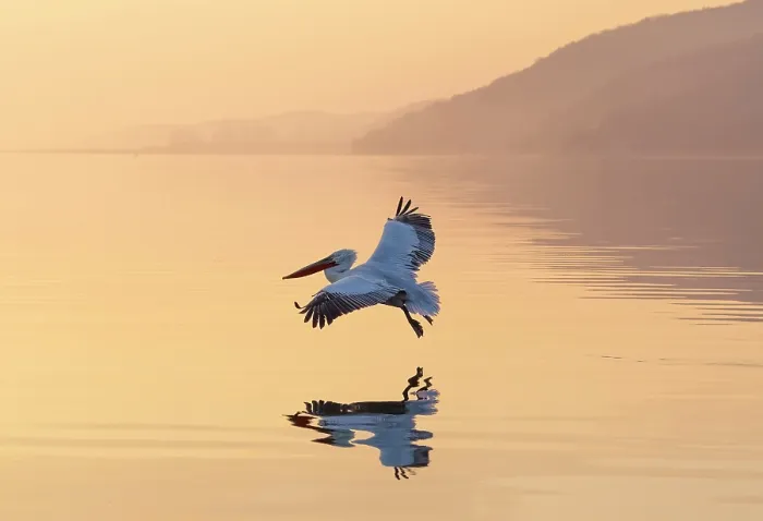 Framed Print : Dalmatian Pelican (Pelecanus crispus) in flight over Lake Kerkini at sunrise, Northern Greece Framed Print : Dalmatian Pelican (Pelecanus crispus) in flight over Lake Kerkini at sunrise, Northern Greece