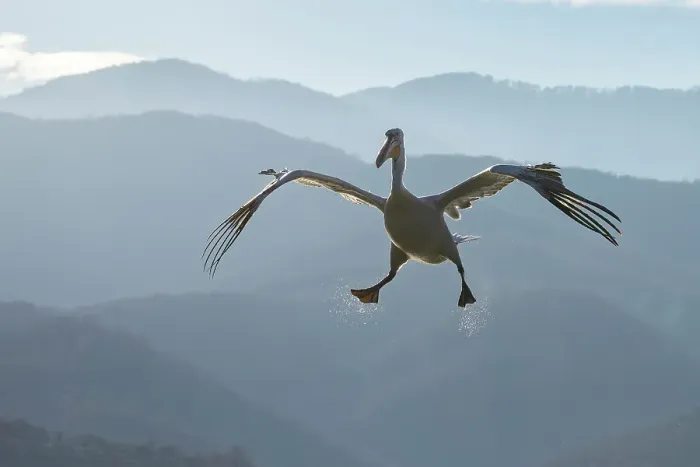 Framed Print : Dalmatian Pelican (Pelecanus crispus) in flight against mountain backdrop, Lake Kerkini, Greece, January 2023 Framed Print : Dalmatian Pelican (Pelecanus crispus) in flight against mountain backdrop, Lake Kerkini, Greece, January 2023