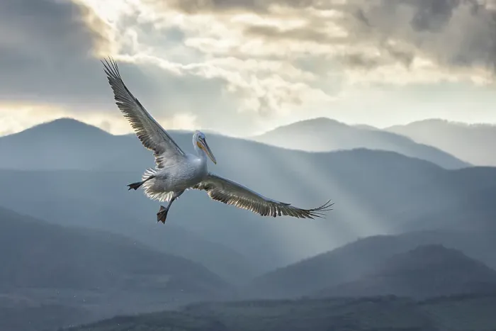Framed Print : Dalmatian Pelican (Pelecanus crispus) in flight against mountain backdrop, Lake Kerkini, Greece, January 2023 Framed Print : Dalmatian Pelican (Pelecanus crispus) in flight against mountain backdrop, Lake Kerkini, Greece, January 2023