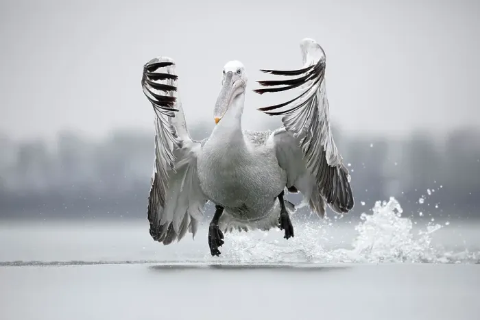 Framed Print : Dalmatian Pelican (Pelecanus crispus) flying over ice on frozen Lake Kerkini, Greece, February 2017 Framed Print : Dalmatian Pelican (Pelecanus crispus) flying over ice on frozen Lake Kerkini, Greece, February 2017
