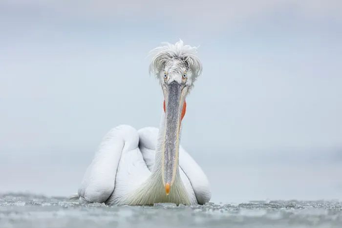 Framed Print : Dalmatian Pelican (Pelecanus crispus) on frozen Lake Kerkini, Greece, February 2017 Framed Print : Dalmatian Pelican (Pelecanus crispus) on frozen Lake Kerkini, Greece, February 2017