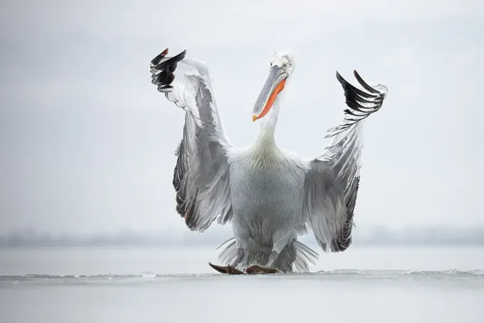 Framed Print : Dalmatian Pelican (Pelecanus crispus) landing on ice on frozen Lake Kerkini, Greece, February 2017 Framed Print : Dalmatian Pelican (Pelecanus crispus) landing on ice on frozen Lake Kerkini, Greece, February 2017