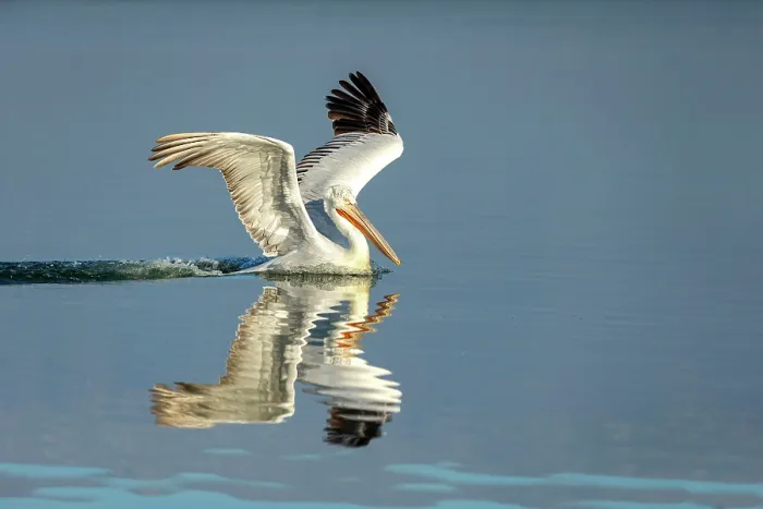 Framed Print : Dalmatian Pelican (Pelecanus crispus) landing on Lake Kerkini, Greece, January 2020 Framed Print : Dalmatian Pelican (Pelecanus crispus) landing on Lake Kerkini, Greece, January 2020