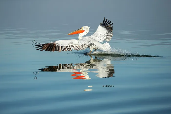 Framed Print : Dalmatian Pelican (Pelecanus crispus) landing on Lake Kerkini, Greece, January 2020 Framed Print : Dalmatian Pelican (Pelecanus crispus) landing on Lake Kerkini, Greece, January 2020