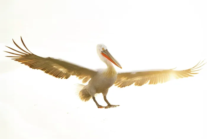 Framed Print : Dalmatian Pelican (Pelecanus crispus) landing on Lake Kerkini, Northern Greece Framed Print : Dalmatian Pelican (Pelecanus crispus) landing on Lake Kerkini, Northern Greece