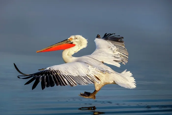 Framed Print : Dalmatian Pelican (Pelecanus crispus) landing on Lake Kerkini, Northern Greece Framed Print : Dalmatian Pelican (Pelecanus crispus) landing on Lake Kerkini, Northern Greece