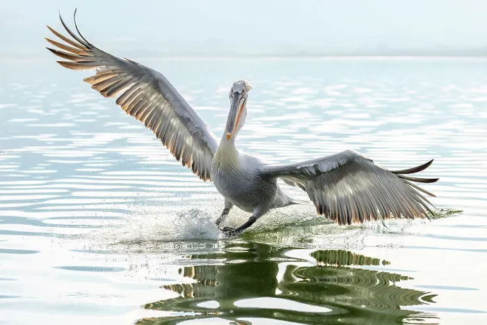 Framed Print : Dalmatian Pelican (Pelecanus crispus) landing on Lake Kerkini, Northern Greece Framed Print : Dalmatian Pelican (Pelecanus crispus) landing on Lake Kerkini, Northern Greece