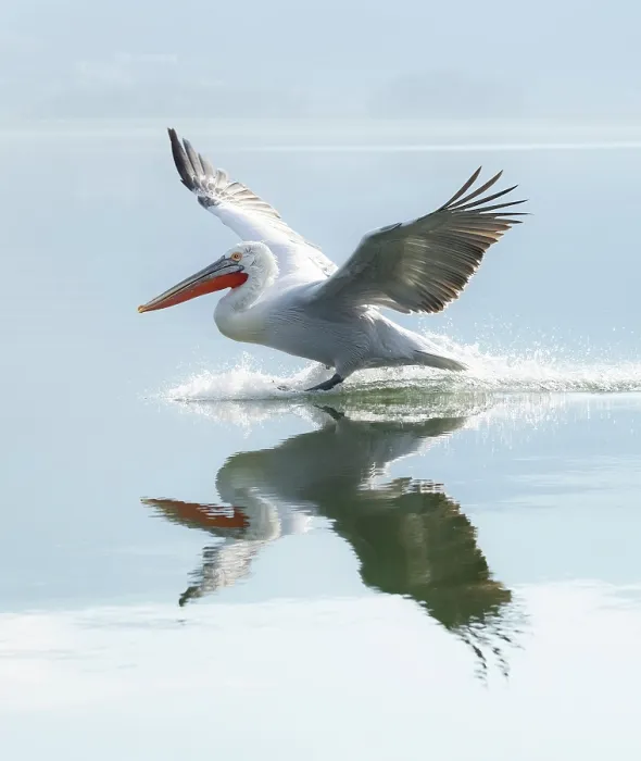 Framed Print : Dalmatian Pelican (Pelecanus crispus) landing on Lake Kerkini, Northern Greece Framed Print : Dalmatian Pelican (Pelecanus crispus) landing on Lake Kerkini, Northern Greece