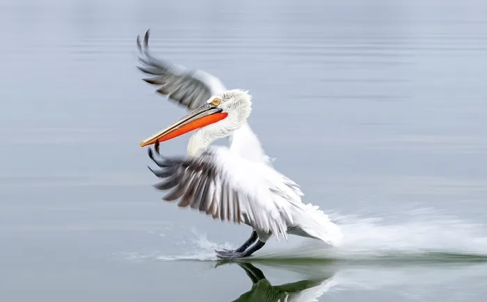 Framed Print : Dalmatian Pelican (Pelecanus crispus) landing on Lake Kerkini, Northern Greece Framed Print : Dalmatian Pelican (Pelecanus crispus) landing on Lake Kerkini, Northern Greece
