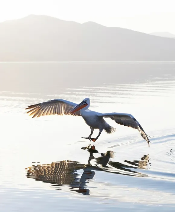 Framed Print : Dalmatian Pelican (Pelecanus crispus) landing on Lake Kerkini, Northern Greece Framed Print : Dalmatian Pelican (Pelecanus crispus) landing on Lake Kerkini, Northern Greece