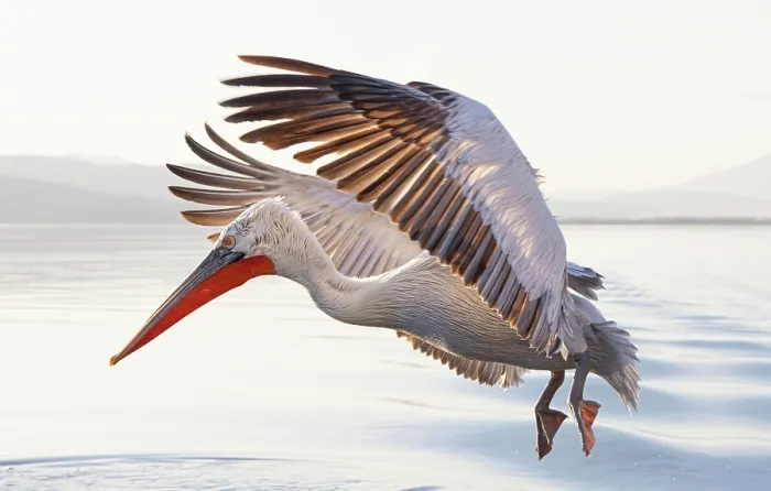 Framed Print : Dalmatian Pelican (Pelecanus crispus) landing on Lake Kerkini, Northern Greece Framed Print : Dalmatian Pelican (Pelecanus crispus) landing on Lake Kerkini, Northern Greece