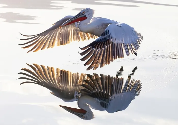 Framed Print : Dalmatian Pelican (Pelecanus crispus) landing on Lake Kerkini, Northern Greece Framed Print : Dalmatian Pelican (Pelecanus crispus) landing on Lake Kerkini, Northern Greece