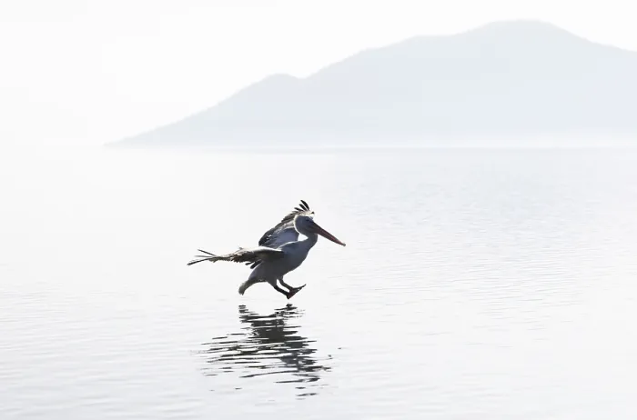 Framed Print : Dalmatian Pelican (Pelecanus crispus) landing on Lake Kerkini, Northern Greece Framed Print : Dalmatian Pelican (Pelecanus crispus) landing on Lake Kerkini, Northern Greece