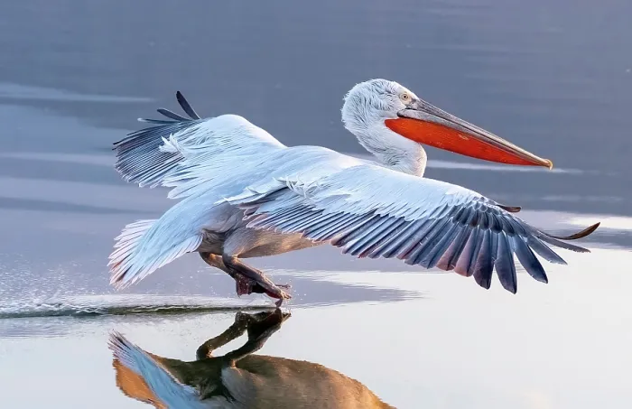 Framed Print : Dalmatian Pelican (Pelecanus crispus) landing on Lake Kerkini, Northern Greece Framed Print : Dalmatian Pelican (Pelecanus crispus) landing on Lake Kerkini, Northern Greece