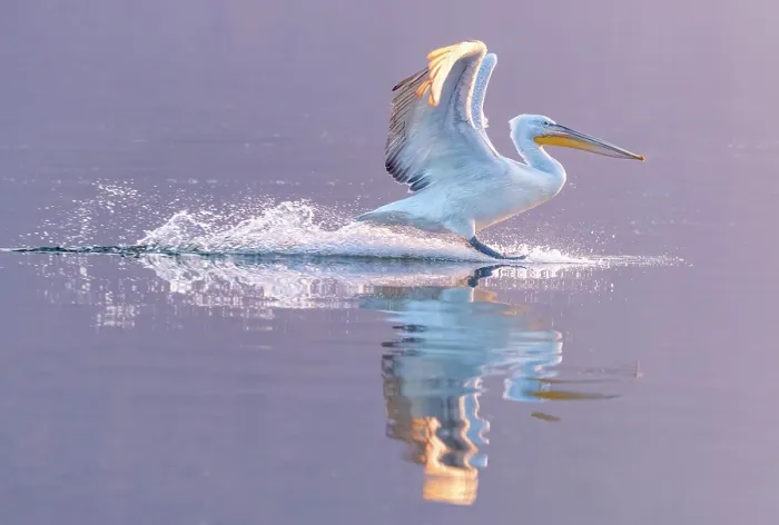 Framed Print : Dalmatian Pelican (Pelecanus crispus) landing on Lake Kerkini, Northern Greece Framed Print : Dalmatian Pelican (Pelecanus crispus) landing on Lake Kerkini, Northern Greece