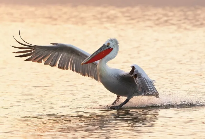 Framed Print : Dalmatian Pelican (Pelecanus crispus) landing on Lake Kerkini, at sunrise, Northern Greece Framed Print : Dalmatian Pelican (Pelecanus crispus) landing on Lake Kerkini, at sunrise, Northern Greece