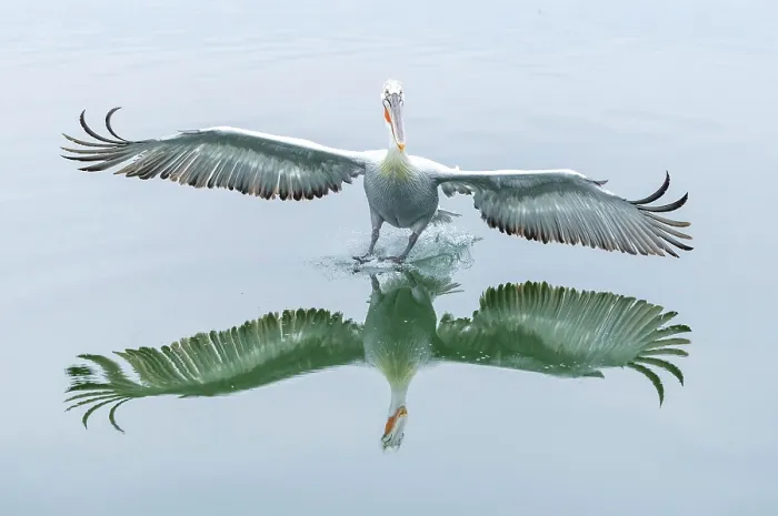 Framed Print : Dalmatian Pelican (Pelecanus crispus) landing on Lake Kerkini, Northern Greece Framed Print : Dalmatian Pelican (Pelecanus crispus) landing on Lake Kerkini, Northern Greece