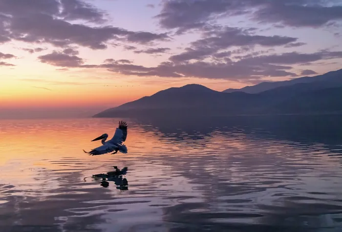 Framed Print : Dalmatian Pelican (Pelecanus crispus) landing on Lake Kerkini at dawn, Northern Greece Framed Print : Dalmatian Pelican (Pelecanus crispus) landing on Lake Kerkini at dawn, Northern Greece