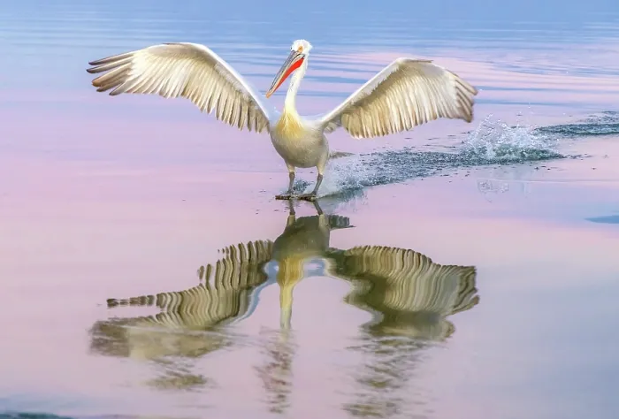 Framed Print : Dalmatian Pelican (Pelecanus crispus) landing on Lake Kerkini at dusk, Northern Greece Framed Print : Dalmatian Pelican (Pelecanus crispus) landing on Lake Kerkini at dusk, Northern Greece