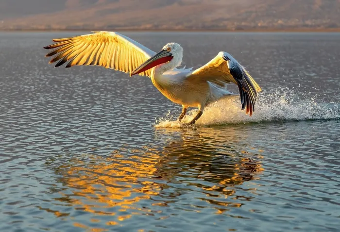 Framed Print : Dalmatian Pelican (Pelecanus crispus) landing on Lake Kerkini at sunrise, Northern Greece Framed Print : Dalmatian Pelican (Pelecanus crispus) landing on Lake Kerkini at sunrise, Northern Greece