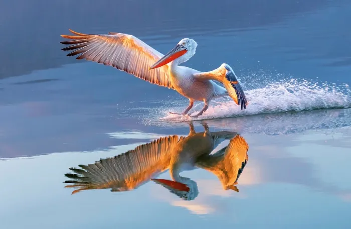 Framed Print : Dalmatian Pelican (Pelecanus crispus) landing on Lake Kerkini at sunrise, Northern Greece Framed Print : Dalmatian Pelican (Pelecanus crispus) landing on Lake Kerkini at sunrise, Northern Greece