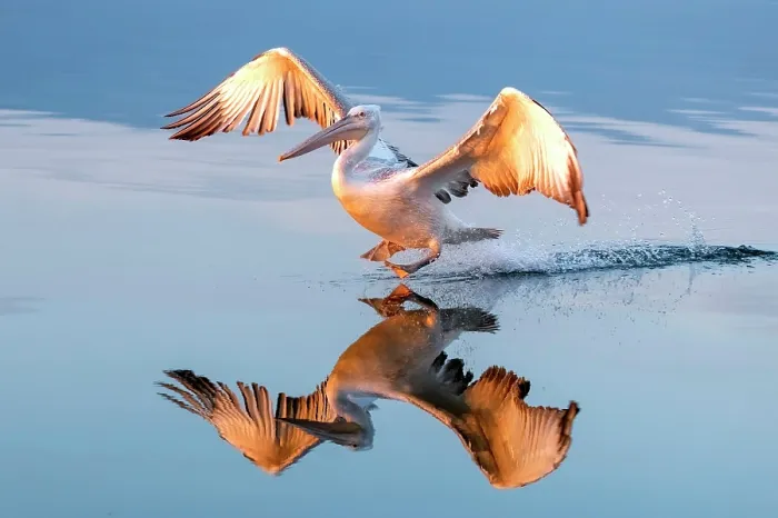 Framed Print : Dalmatian Pelican (Pelecanus crispus) landing on Lake Kerkini at sunrise, Northern Greece Framed Print : Dalmatian Pelican (Pelecanus crispus) landing on Lake Kerkini at sunrise, Northern Greece