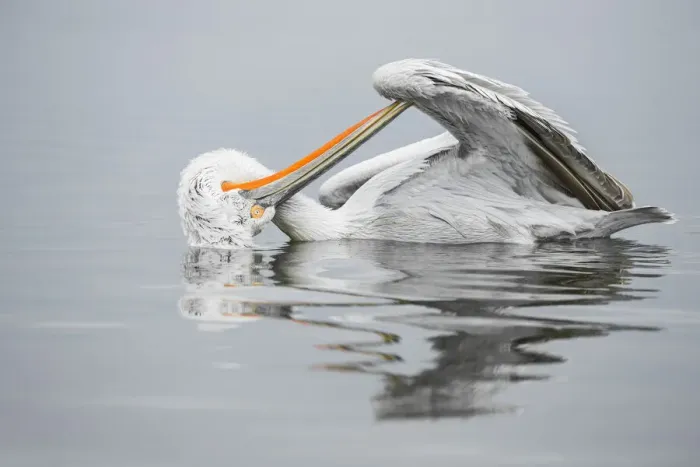 Framed Print : Dalmatian Pelican (Pelecanus crispus) preening, Lake Kerkini, Greece Framed Print : Dalmatian Pelican (Pelecanus crispus) preening, Lake Kerkini, Greece