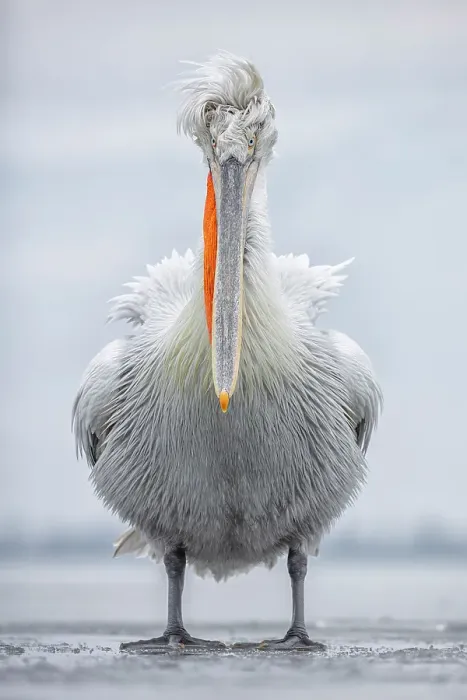 Framed Print : Dalmatian Pelican (Pelecanus crispus) standing on ice on frozen Lake Kerkini, Greece, February 2017 Framed Print : Dalmatian Pelican (Pelecanus crispus) standing on ice on frozen Lake Kerkini, Greece, February 2017