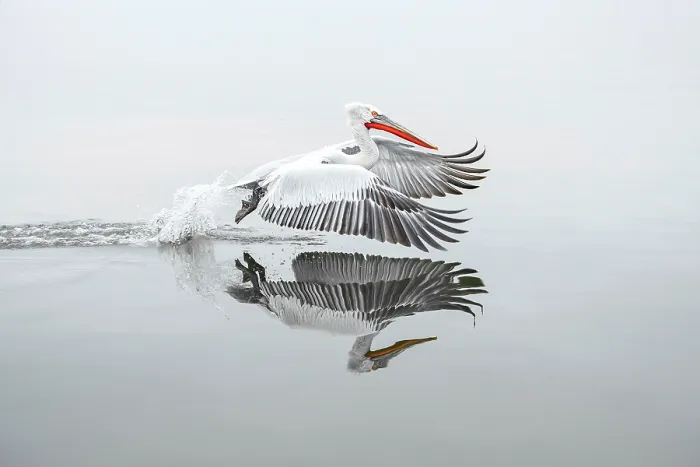 Framed Print : Dalmatian Pelican (Pelecanus crispus) taking off from Lake Kerkini, Greece, February 2014 Framed Print : Dalmatian Pelican (Pelecanus crispus) taking off from Lake Kerkini, Greece, February 2014