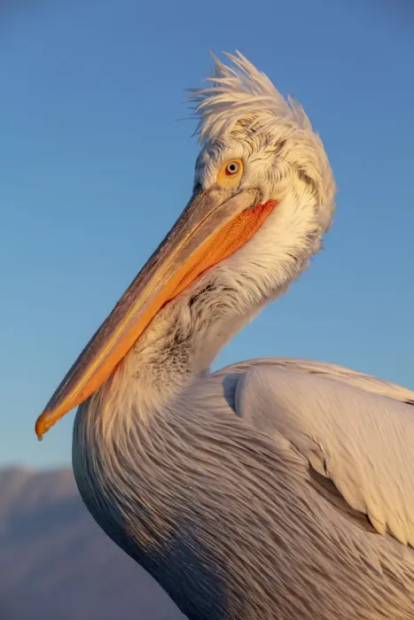 Framed Print : A Dalmatian pelican poses on lake Kerkini, Lake Kerkini National Park, Serres, Greece