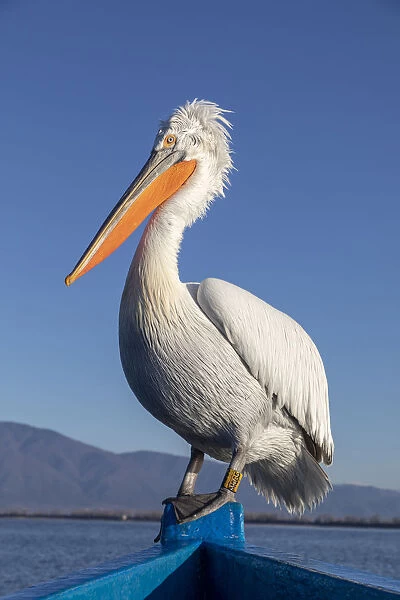 A Dalmatian pelican sits on the front of a blue boat at lake Kerkini