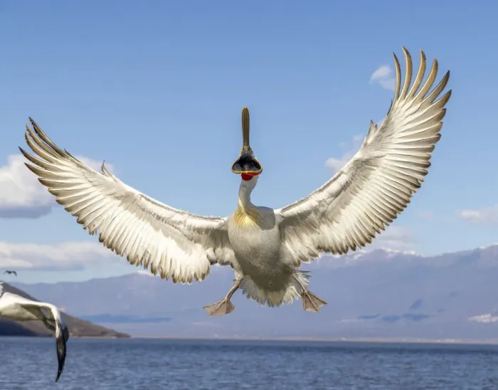 Framed Print : Dalmatian pelican spreads its wings, Lake Kerkini National Park, Serres, Greece Framed Print : Dalmatian pelican spreads its wings, Lake Kerkini National Park, Serres, Greece